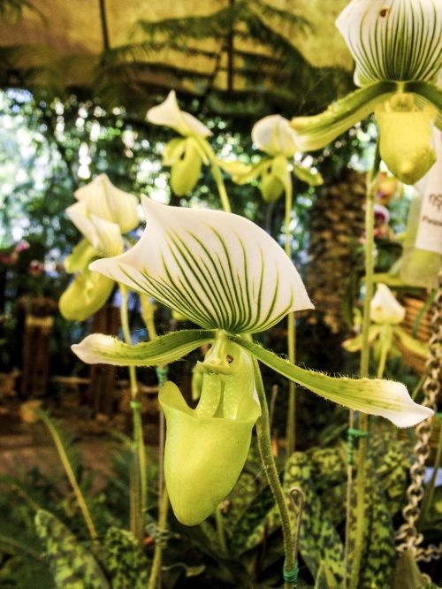 orchid flower blossom