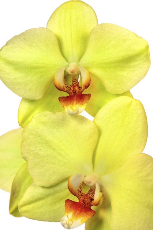 orchid phalaenopsis exotic