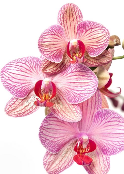 orchid phalaenopsis yellow