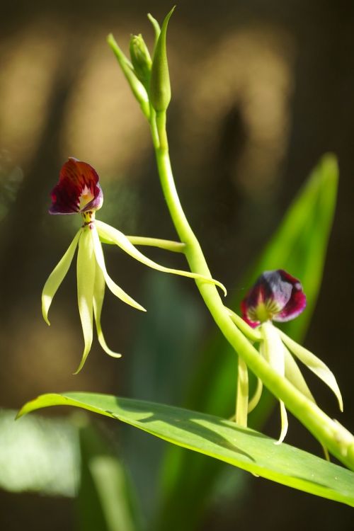 orchid flower soroa