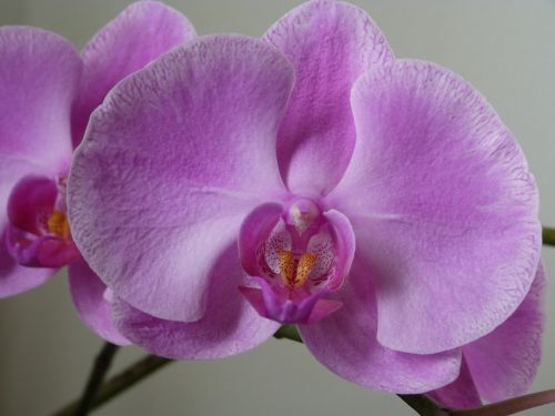 orchid orchidaceae orchids moth