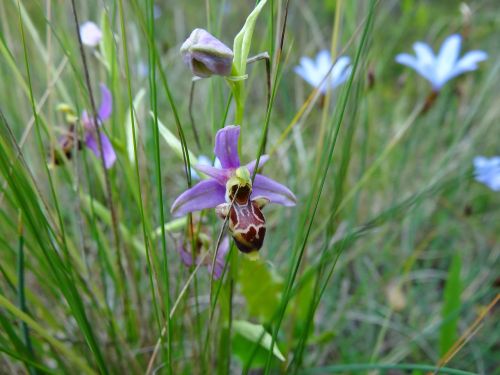 orchid scrubland herald