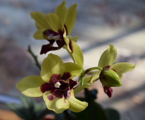 orchid newly opened phalaenopsis