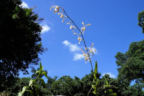 orchid natural flower