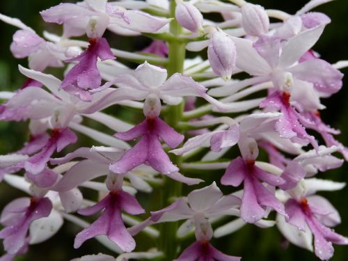 orchid flower blossom