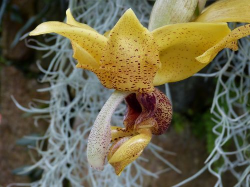 orchid flower blossom