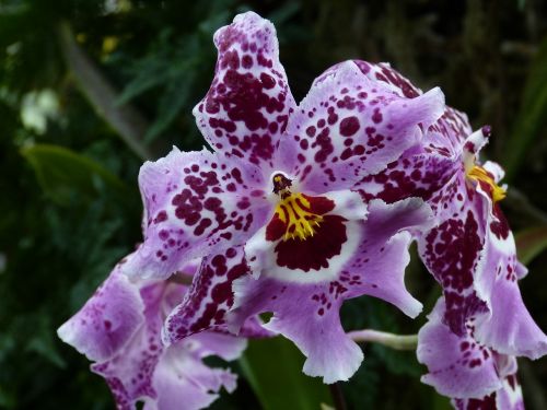 orchid flower blossom