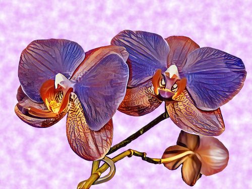 orchid flower purple