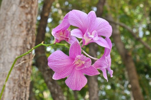 orchid flowers nature