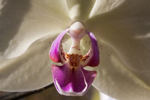 orchid white flower