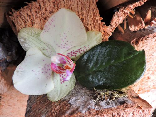 orchid leaf wood