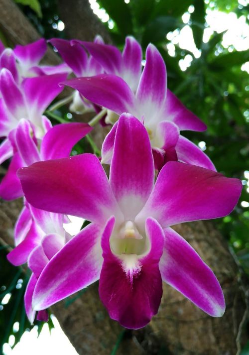 orchid blossom purple