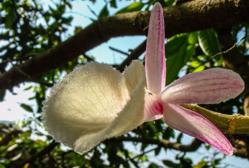 orchid blossom bloom