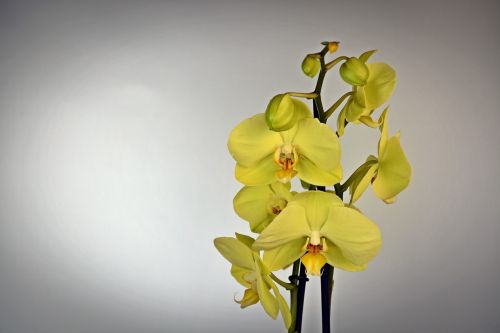 orchid flower blossom