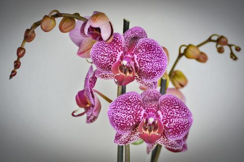 orchid flower blossom