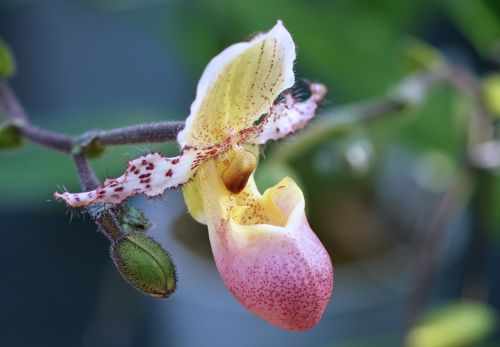 orchid frauenschuh flower