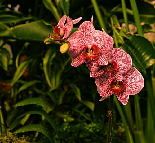 orchid red botany