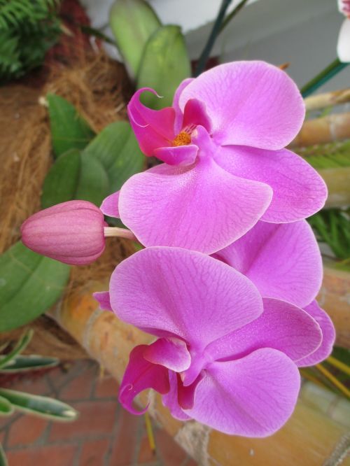 orchid flower color