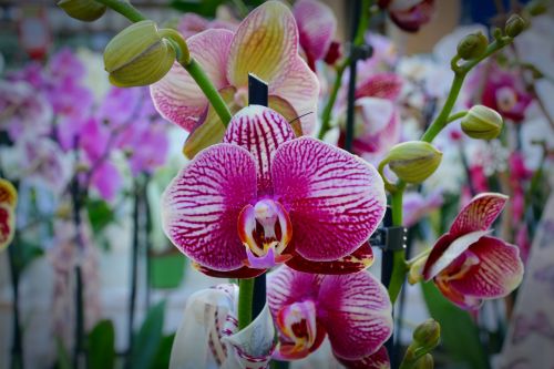 orchid flower blossom