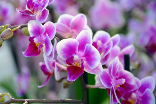 orchid flower blossom