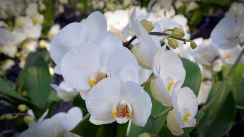 orchid flower blossom