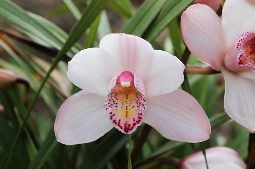 orchid pink flowers