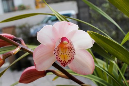 orchid pink flowers