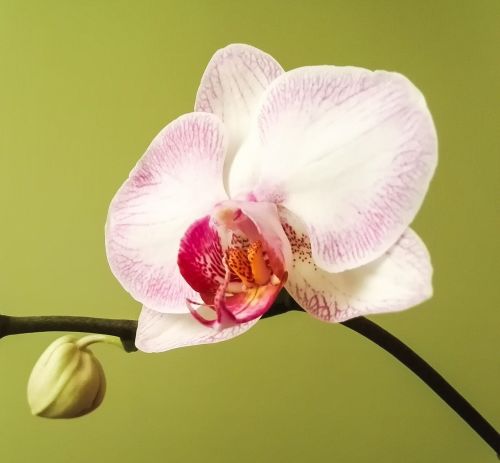 orchid phalaenopsis blossom