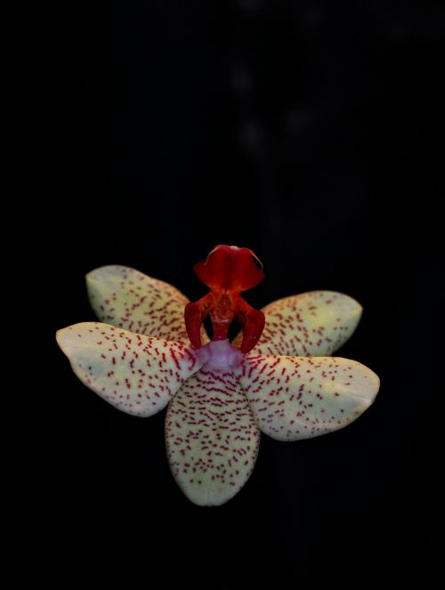 orchid flower ballerina