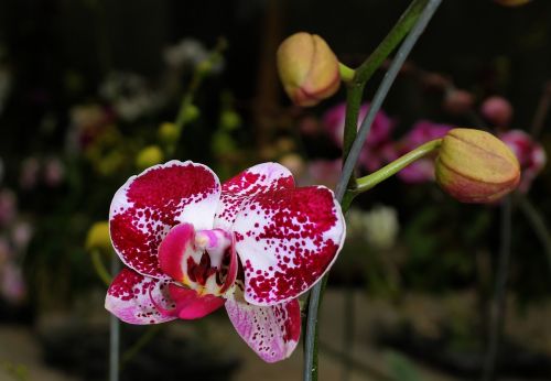 orchid maroon plant