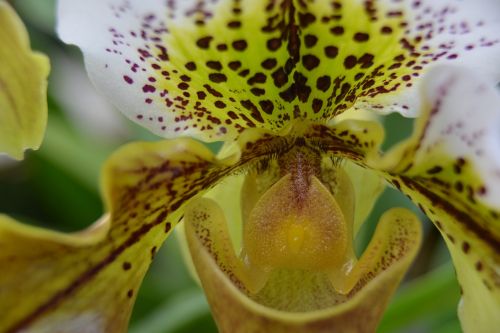 orchid flower macro