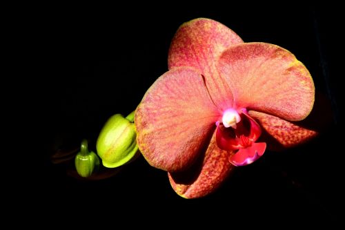 orchid blossom bloom