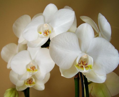 orchid white flower room plant