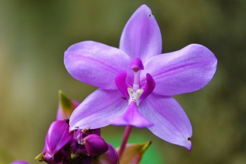 orchid purple orchid garden