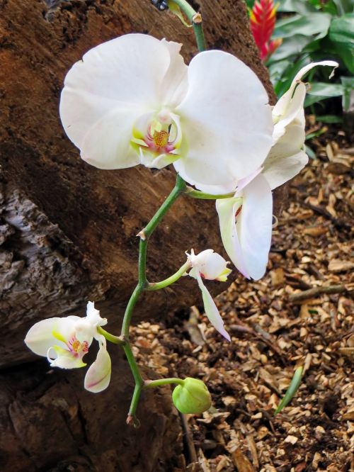 orchid white flower cymbidium
