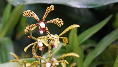 orchid botanical garden singapore