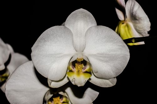 orchid flower blossom