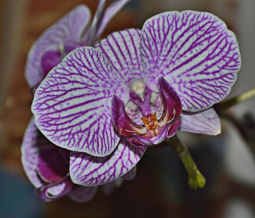 orchid blossom bloom