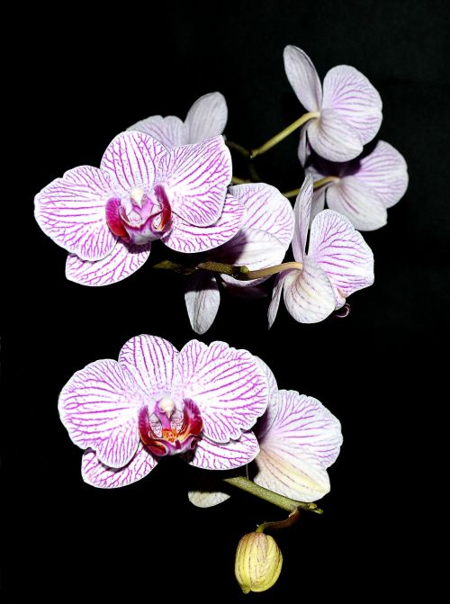 orchid purple white blossom