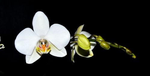 orchid white blossom