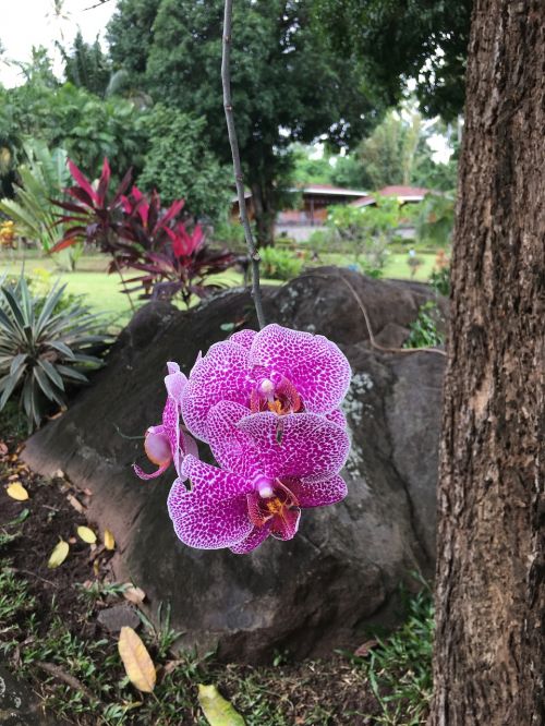 orchid flowers blossom