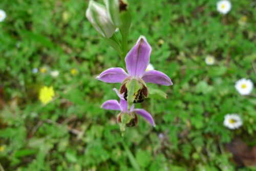 orchid wild flower