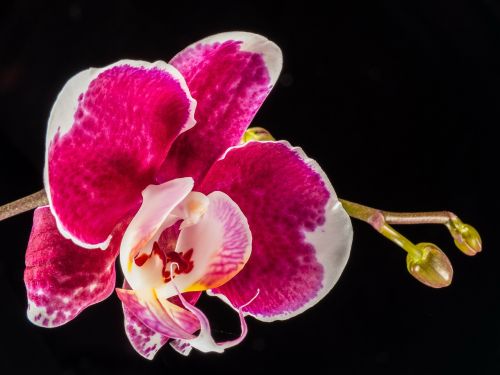 orchid blossom bloom