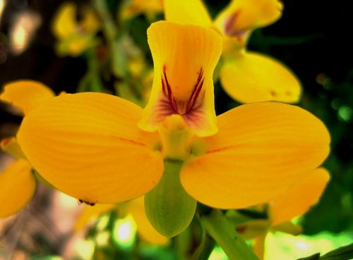 orchid flower wildflower