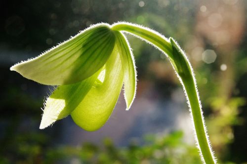 orchid flower green