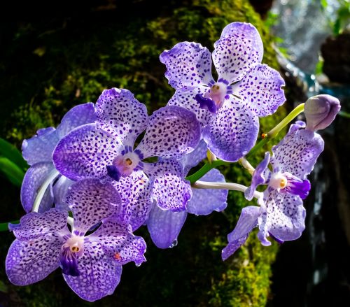 orchid flower blossom