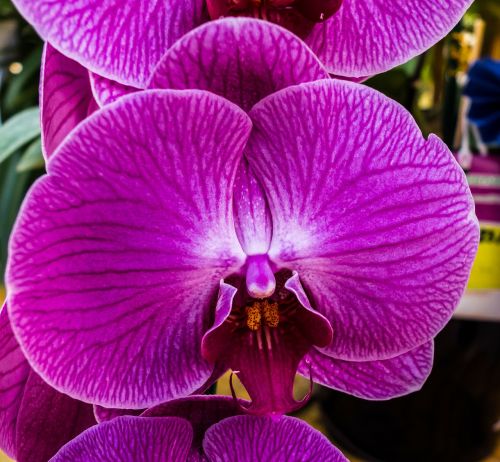 orchid flower blossom