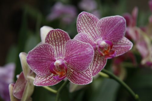 orchid phalaenopsis garden