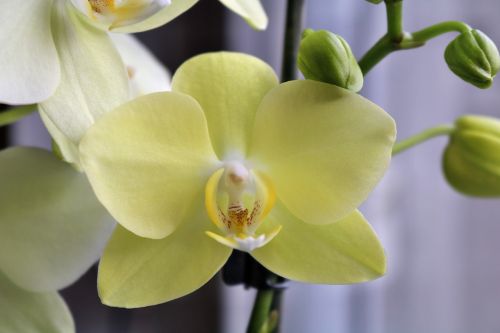 orchid yellow plant