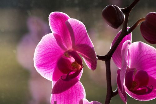 orchid pink white